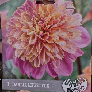 WhatsApp Image 2026-01-28 at 140655 6jpeg