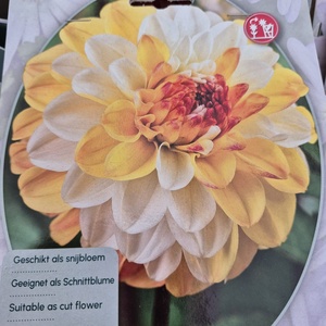 WhatsApp Image 2026-01-28 at 140652jpeg