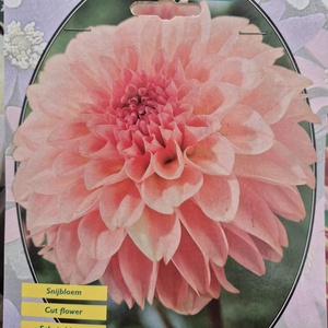 WhatsApp Image 2026-01-28 at 140655 8jpeg