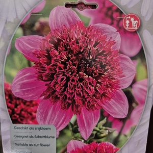 WhatsApp Image 2026-01-28 at 140655 2jpeg