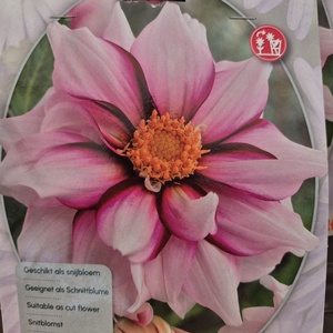 WhatsApp Image 2026-01-28 at 140654jpeg