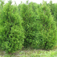 Thuja 'Brabant