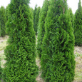 Thuja 'Smaragd'