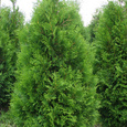 Thuja 'Brabant'