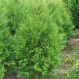 Thuja 'Brabant'