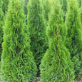 Thuja 'Smaragd'