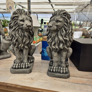 Set grote leeuwen
