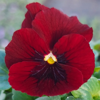 Mini Red Blotch Mini Red Blotch